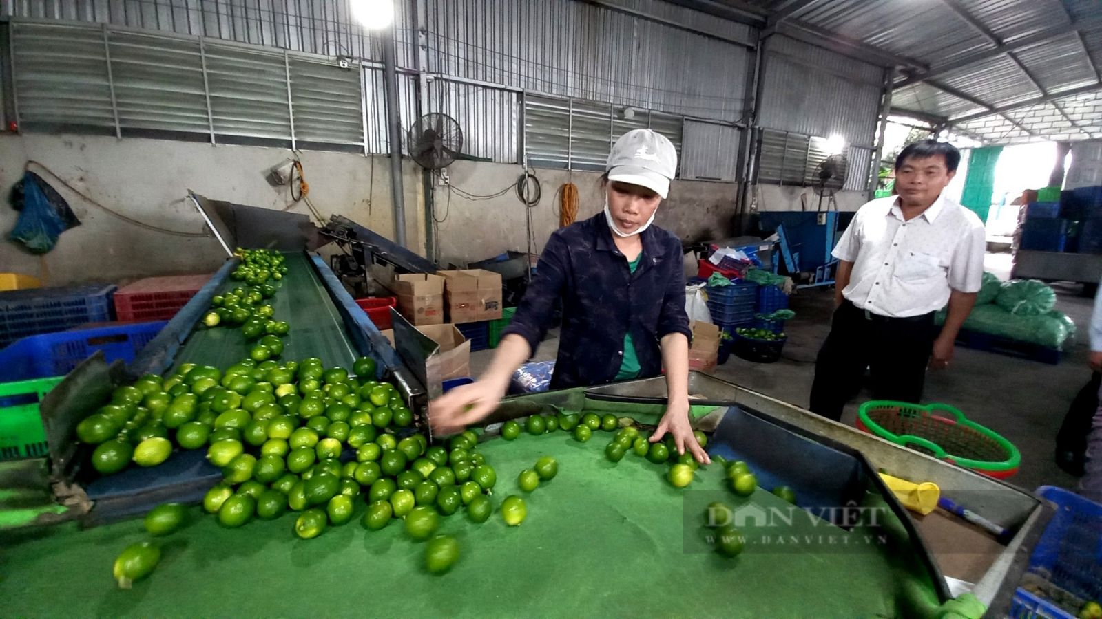 Từng chở chanh đi ký gởi, nữ nông dân trồng chanh từ hai bàn tay trắng trở thành tỷ phú - Ảnh 4. Từng chở chanh đi ký gởi, nữ nông dân trồng chanh từ hai bàn tay trắng trở thành tỷ phú - Ảnh 4.