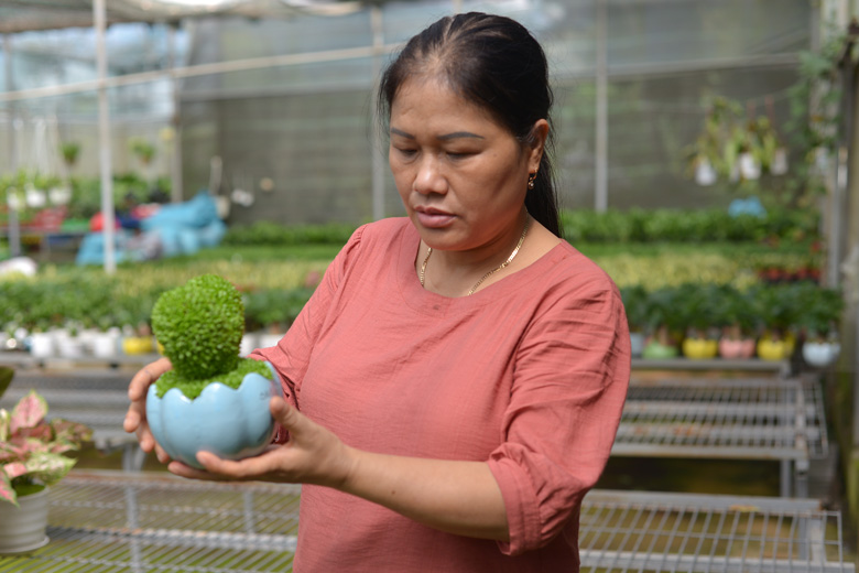 Một nông dân Lâm Đồng phát tài nhờ "biến" hạt thanh long thành cây cảnh mini hút hàng, bán sang cả Singapore - Ảnh 1.