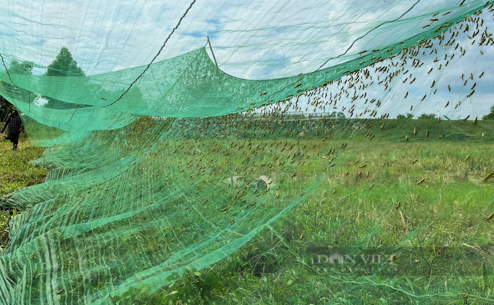 Dân nơi này ở Nghệ An giăng thiên la địa võng bắt loài công trùng gây hại, kiếm tiền triệu mỗi ngày - Ảnh 5.