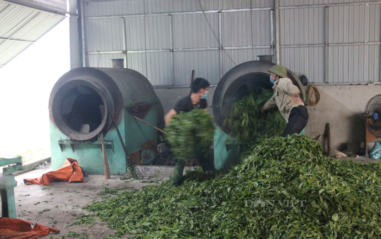 Shan tuyết bén rễ nơi cổng trời xứ Nghệ mang lại thu nhập trong mơ cho bà con người Mông - Ảnh 4.