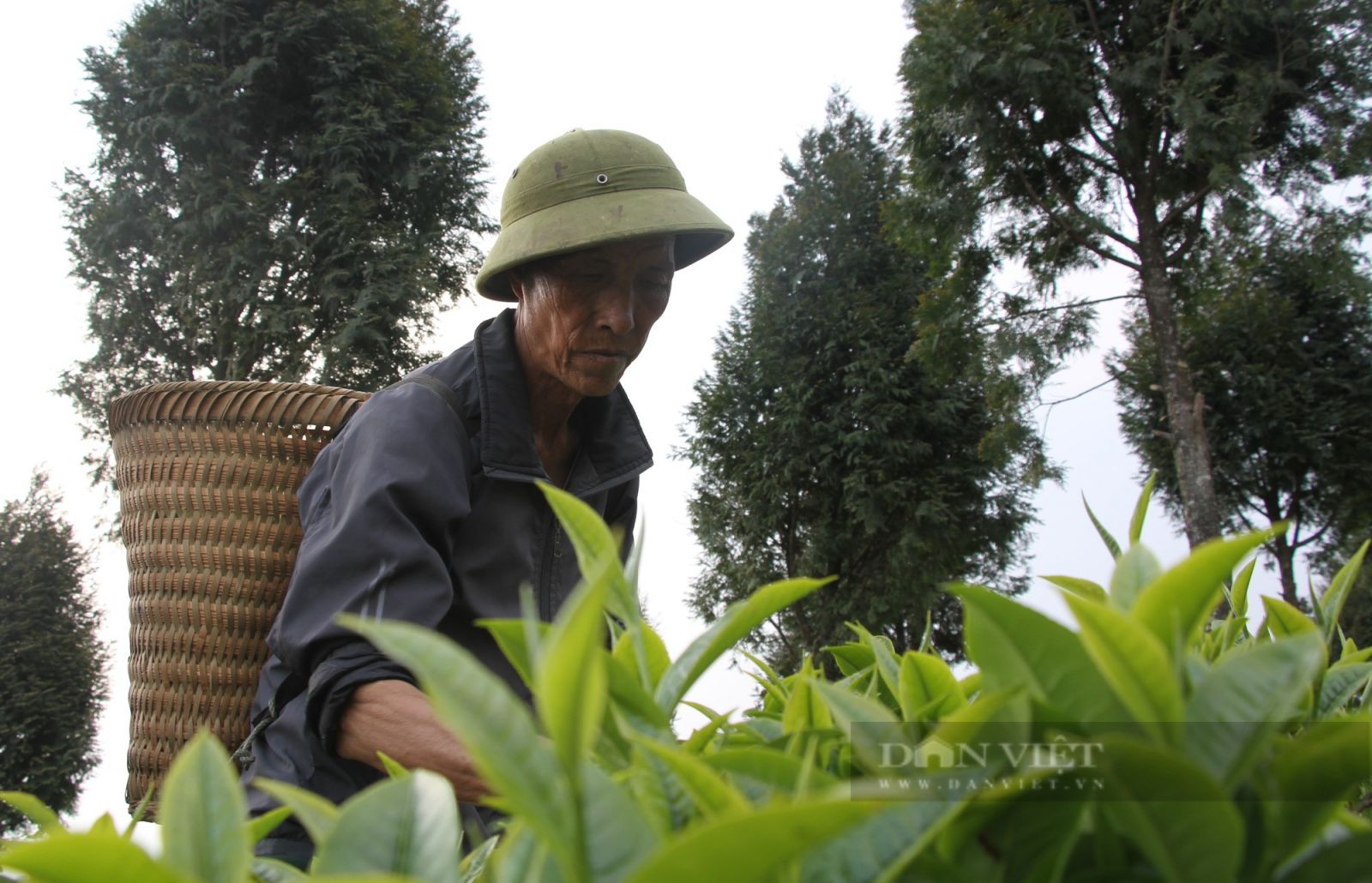 Shan tuyết bén rễ nơi cổng trời xứ Nghệ mang lại thu nhập trong mơ cho bà con người Mông - Ảnh 2.