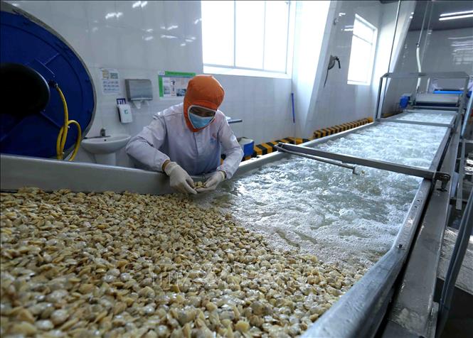 "Ông lớn" ngành xuất khẩu ngao của Việt Nam tiết lộ vì sao "có bao nhiêu thì Mỹ, Nhật Bản cũng đều mua hết" ? - Ảnh 2.