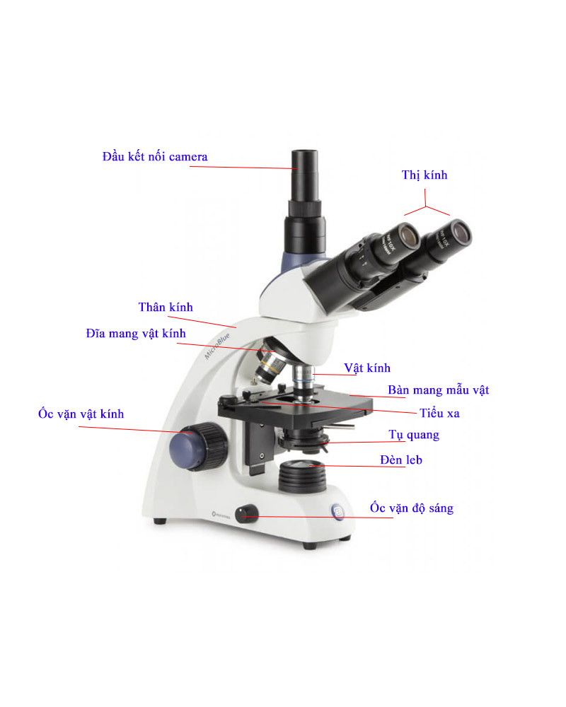 Chi tiết kính hiển vi