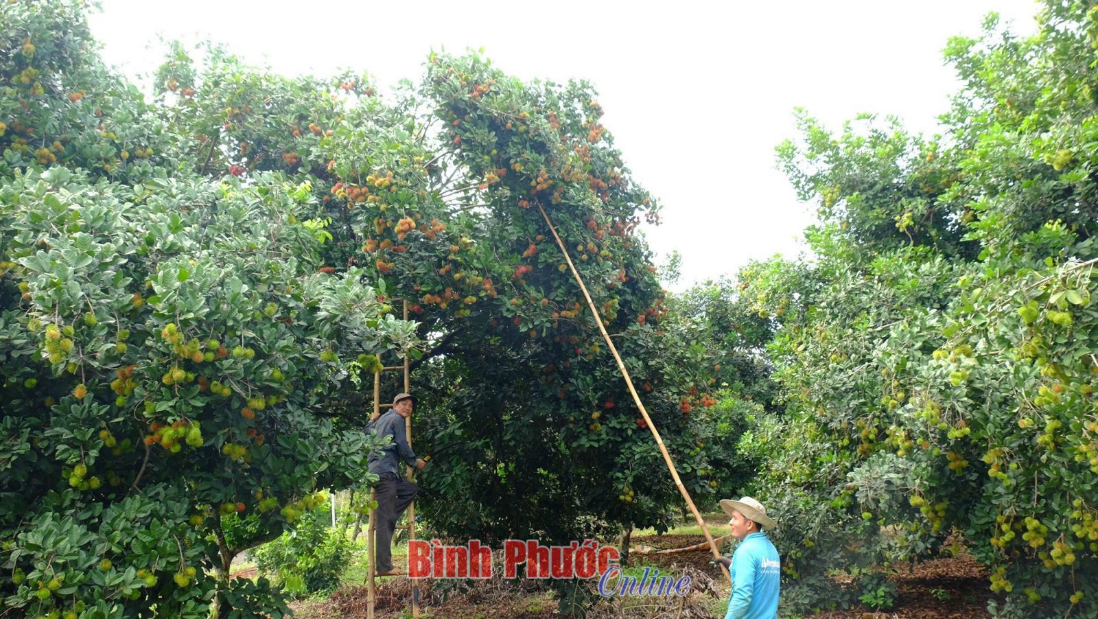 Mùa chôm chôm chín ở đất Bình Phước, trái ra quá trời, bán được giá, một nông dân thắng lớn - Ảnh 1.