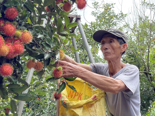Trồng loại quả ngon, treo từng chùm, nông dân một nơi ở Quảng Ngãi hễ bẻ đến đâu bán hết đến đó - Ảnh 1.