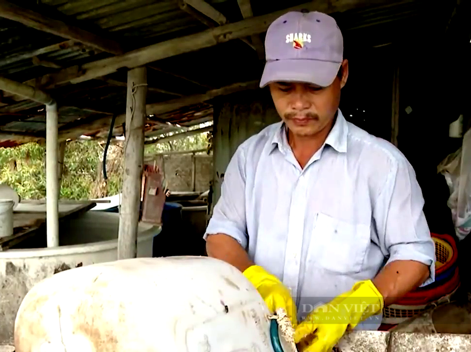 Bà Rịa – Vũng Tàu: Nuôi cá đặc sản này, anh nông dân chưa bao giờ lỗ, mỗi năm lời nửa tỷ  - Ảnh 4.