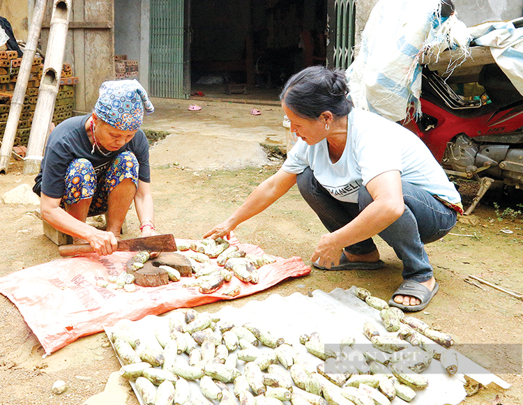 “Săn” chuối rừng miền sơn cước - Ảnh 2.