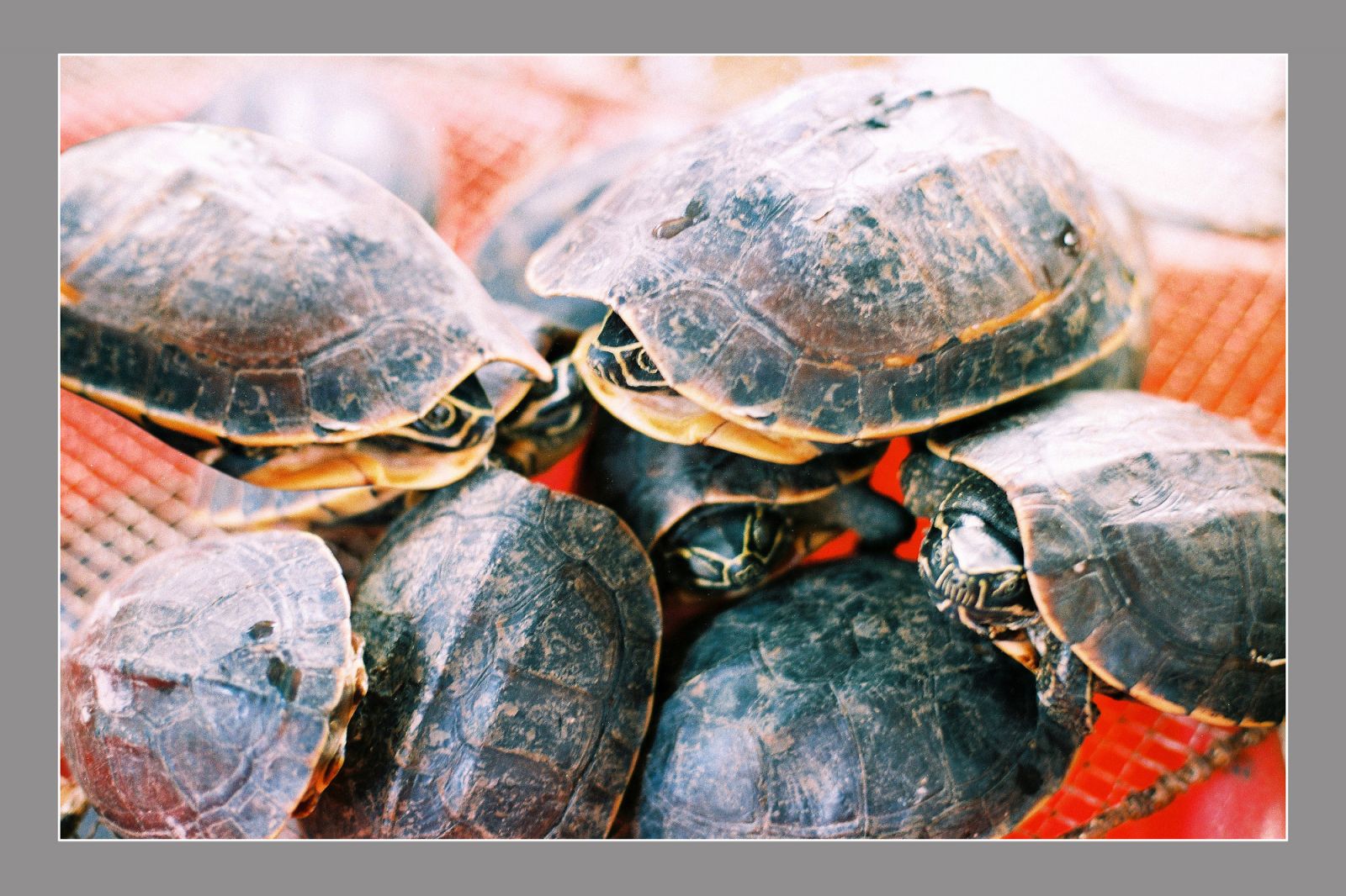 Những loài rùa quý hiếm của Việt Nam tìm thấy ở rừng ngập nước Cà Mau, có loài rùa nặng hơn 10kg - Ảnh 1.