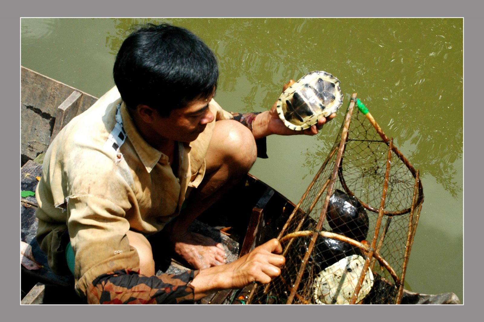 Những loài rùa quý hiếm của Việt Nam tìm thấy ở rừng ngập nước Cà Mau, có loài rùa nặng hơn 10kg - Ảnh 3.