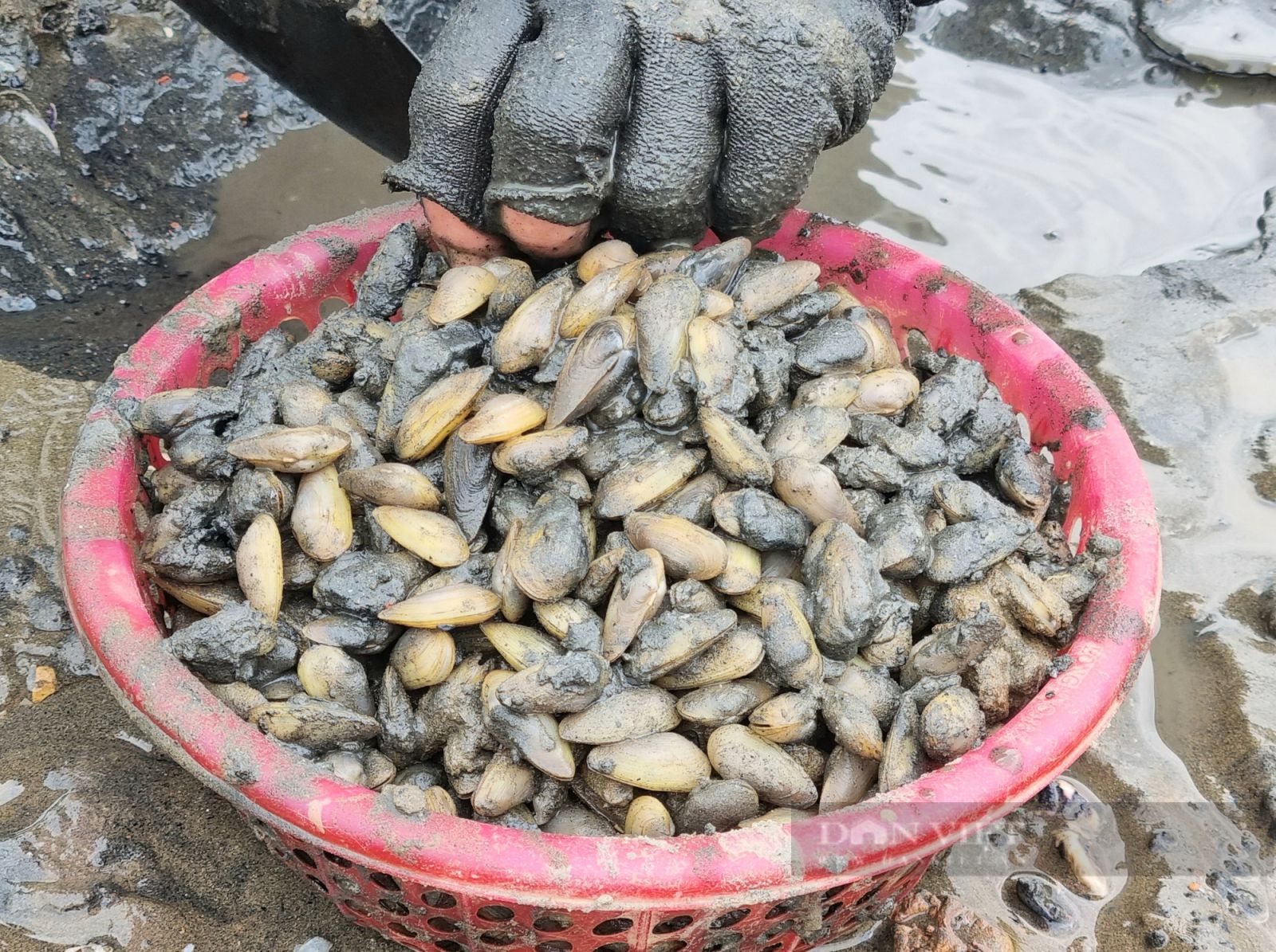“Săn” con don trên cửa biển tại Thanh Hóa - Ảnh 5. “Săn” con don trên cửa biển tại Thanh Hóa - Ảnh 5.