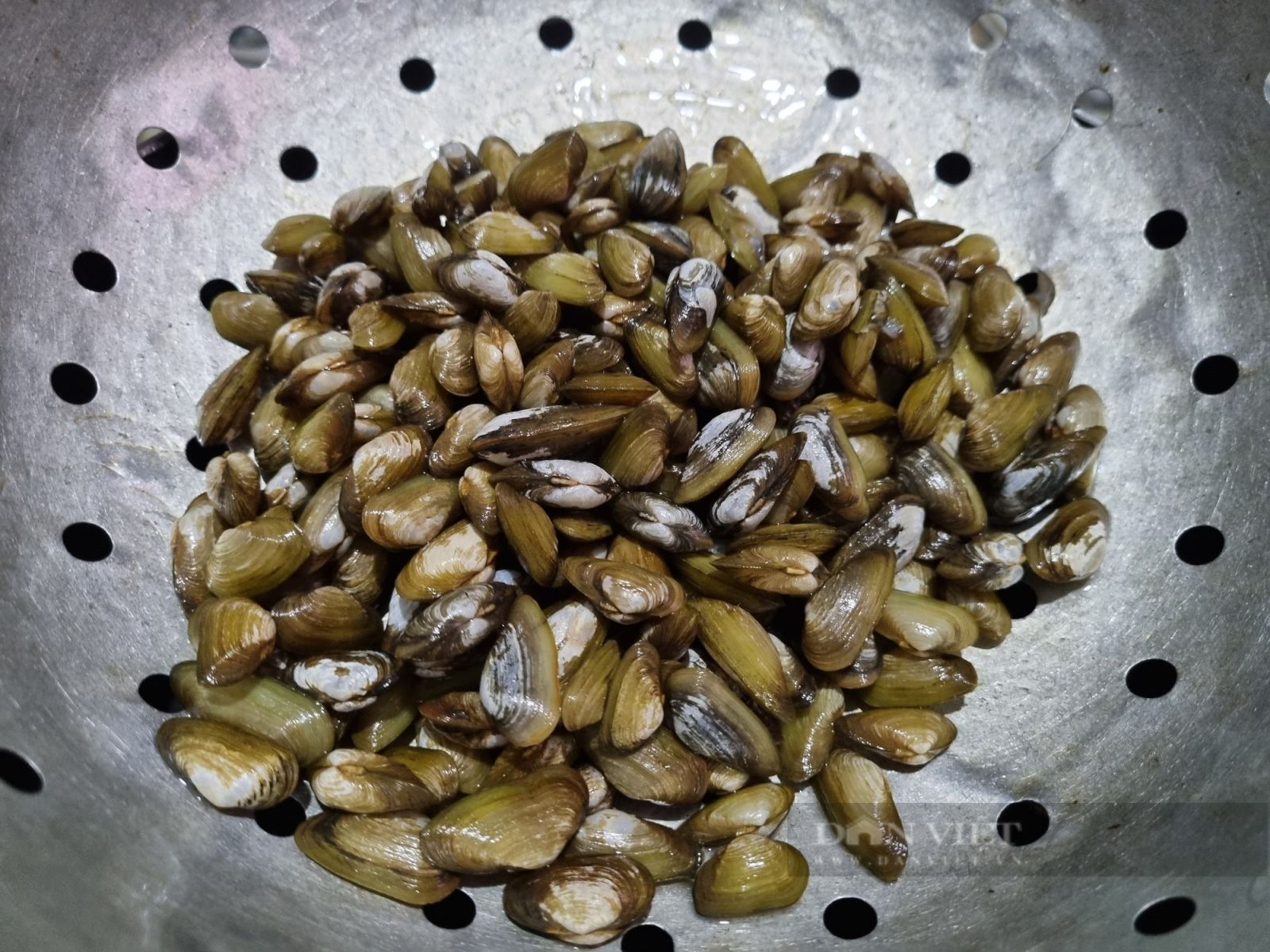 “Săn” con don trên cửa biển tại Thanh Hóa - Ảnh 6. “Săn” con don trên cửa biển tại Thanh Hóa - Ảnh 6.