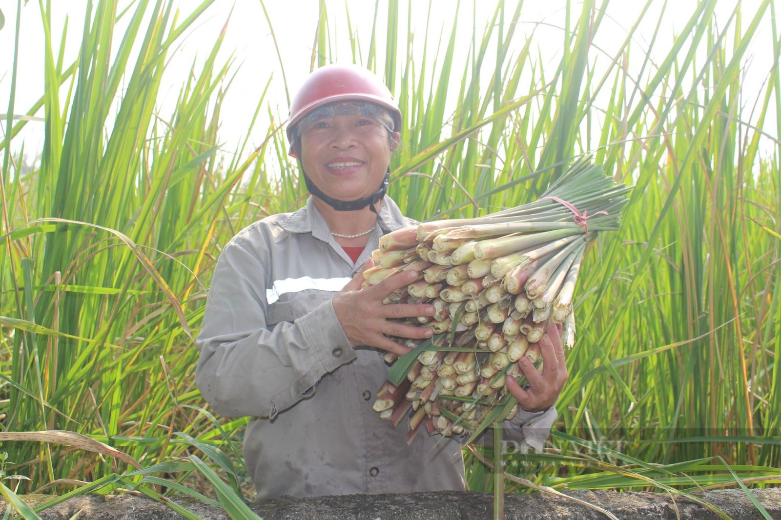 Nông dân Nam Định tất bật thu hoạch củ niễng - Ảnh 1.