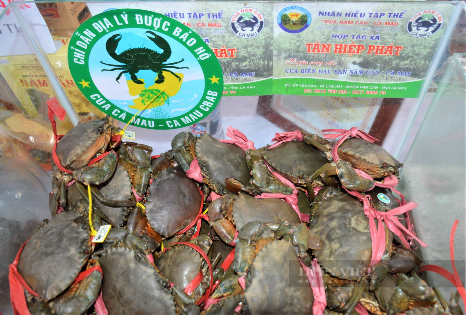 Cận Tết, Trung Quốc mở cửa thu mua, giá cua Cà Mau tăng cao - Ảnh 1.