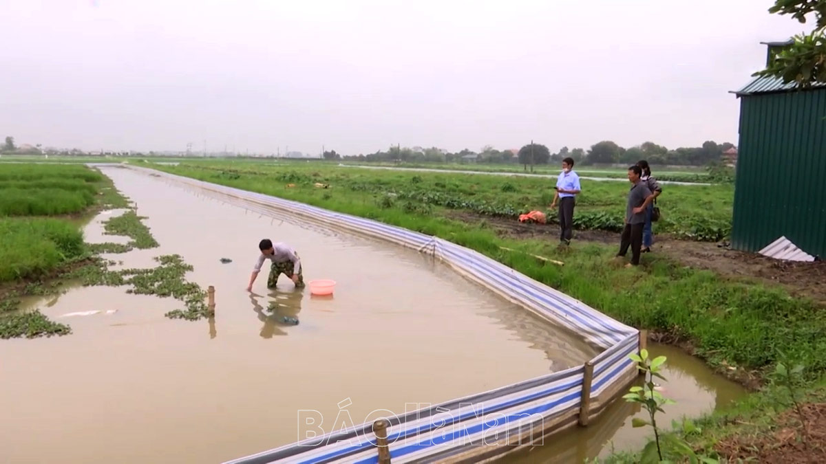 Nuôi cua đồng bằng cá dọn bể ở ruộng bỏ hoang, ông nông dân Hà Nam bất ngờ kiếm bộn tiền - Ảnh 3.