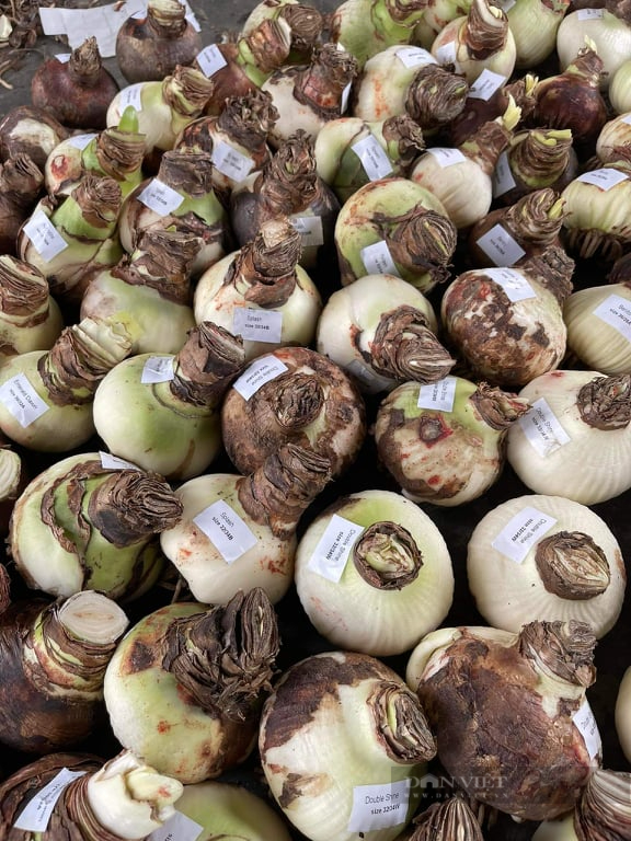 Một nông dân Bến Tre sở hữu hơn 200 loại lan huệ cánh kép - Ảnh 5.