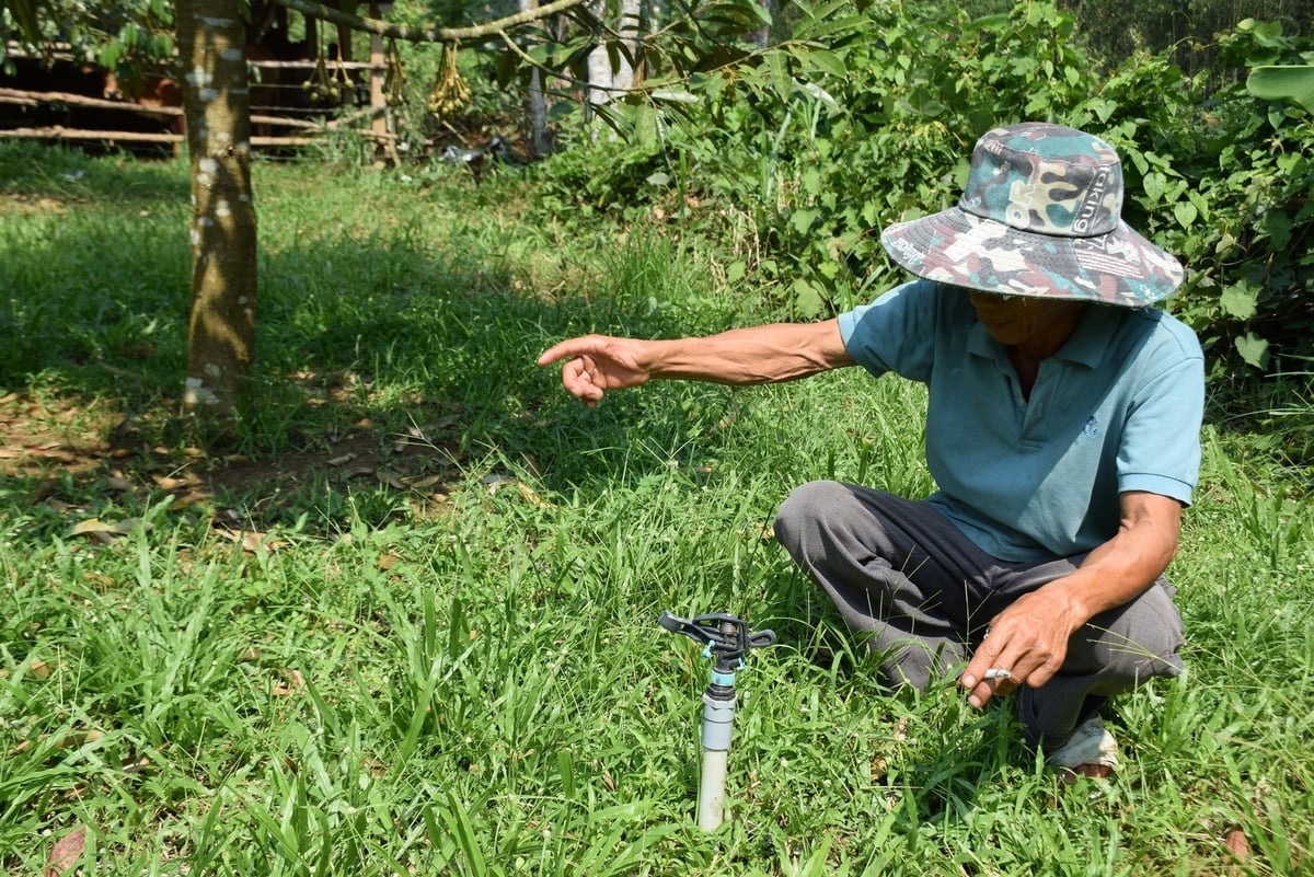 Đất trồng sầu riêng ở vùng Nam Trung Bộ cần duy trì độ ẩm, nhưng lượng nước tưới vừa đủ, không để xảy ra hiện tượng úng. Ảnh: V.Đ.T. Đất trồng sầu riêng ở vùng Nam Trung Bộ cần duy trì độ ẩm, nhưng lượng nước tưới vừa đủ, không để xảy ra hiện tượng úng. Ảnh: V.Đ.T.
