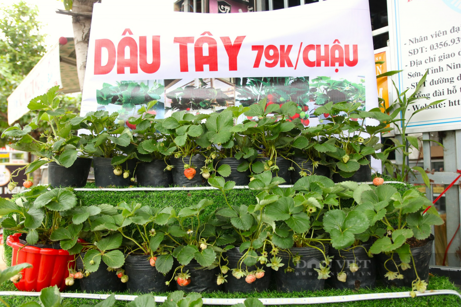 Dâu tây trồng cảnh xuống phố phục vụ thị trường chưng tết ở Ninh Thuận - Ảnh 5.