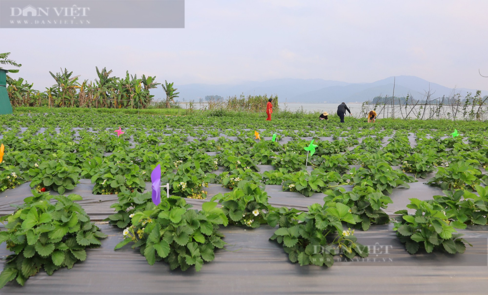 Nghệ An: 9X trồng loại quả chín đỏ, căng mọng mang Đà Lạt về xứ Nghệ, gây sốt cộng đồng mạng - Ảnh 1.