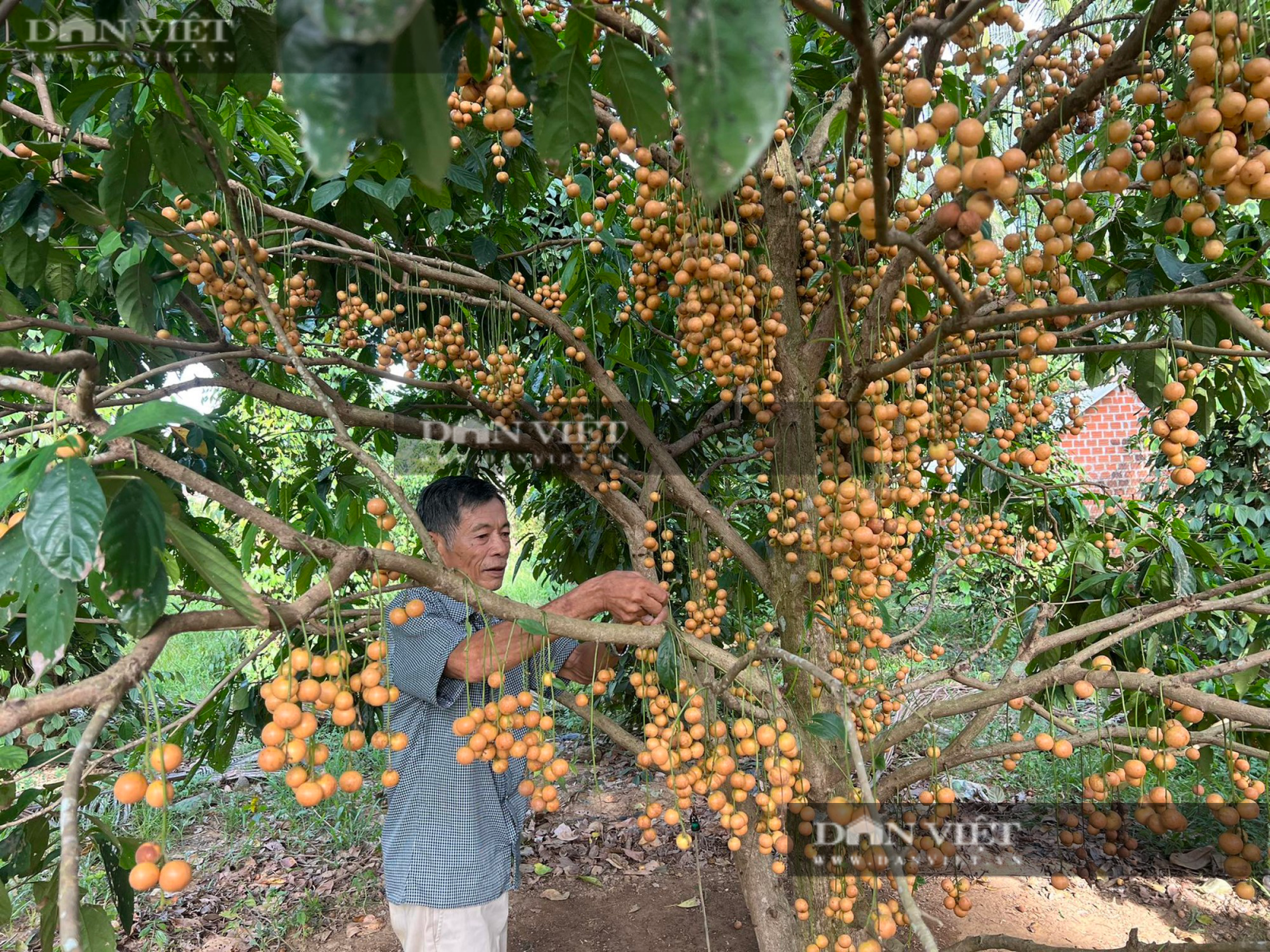 "Choáng ngợp" cả nghìn quả dâu da mọc chi chít, treo lủng lẳng trên thân, nhánh - Ảnh 3. "Choáng ngợp" cả nghìn quả dâu da mọc chi chít, treo lủng lẳng trên thân, nhánh - Ảnh 3.