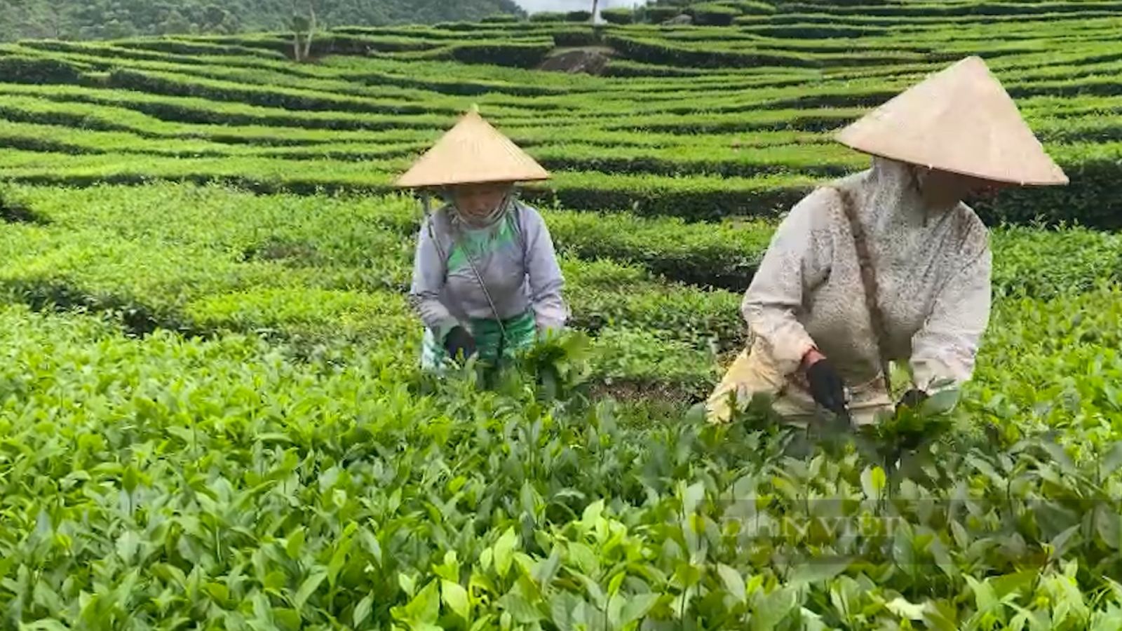 Trồng bạt ngàn chè cây thấp đẹp như tranh, nông dân vùng cao Phúc Khoa khấm khá - Ảnh 4. Trồng bạt ngàn chè cây thấp đẹp như tranh, nông dân vùng cao Phúc Khoa khấm khá - Ảnh 4.