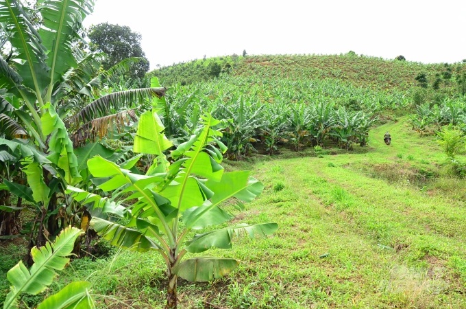 Những đồi chuối bạt ngàn của HTX LaBa Banana Đạ K’Nàng. Ảnh: Dương Đình Tường.
