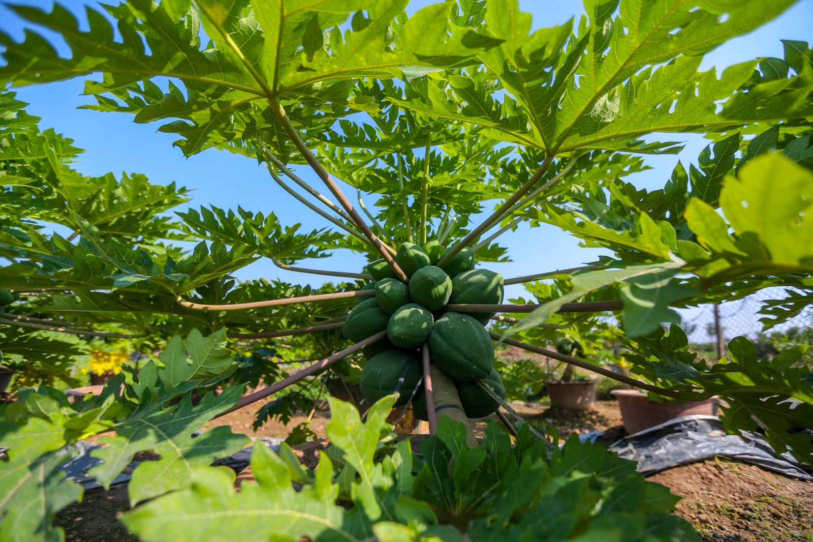 CLIP: Đu đủ bonsai tiền triệu hút khách trên thị trường Tết 2022 - Ảnh 7.