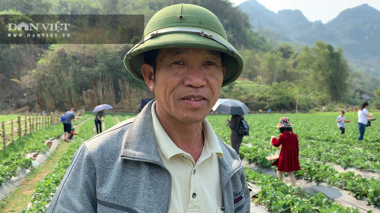 Bắc Kạn: Trồng dâu tây, cho ăn miễn phí tại vườn mà kiếm cả chục triệu đồng mỗi ngày - Ảnh 6.