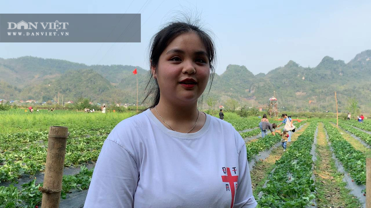 Bắc Kạn: Trồng dâu tây, cho ăn miễn phí tại vườn mà kiếm cả chục triệu đồng mỗi ngày - Ảnh 7.