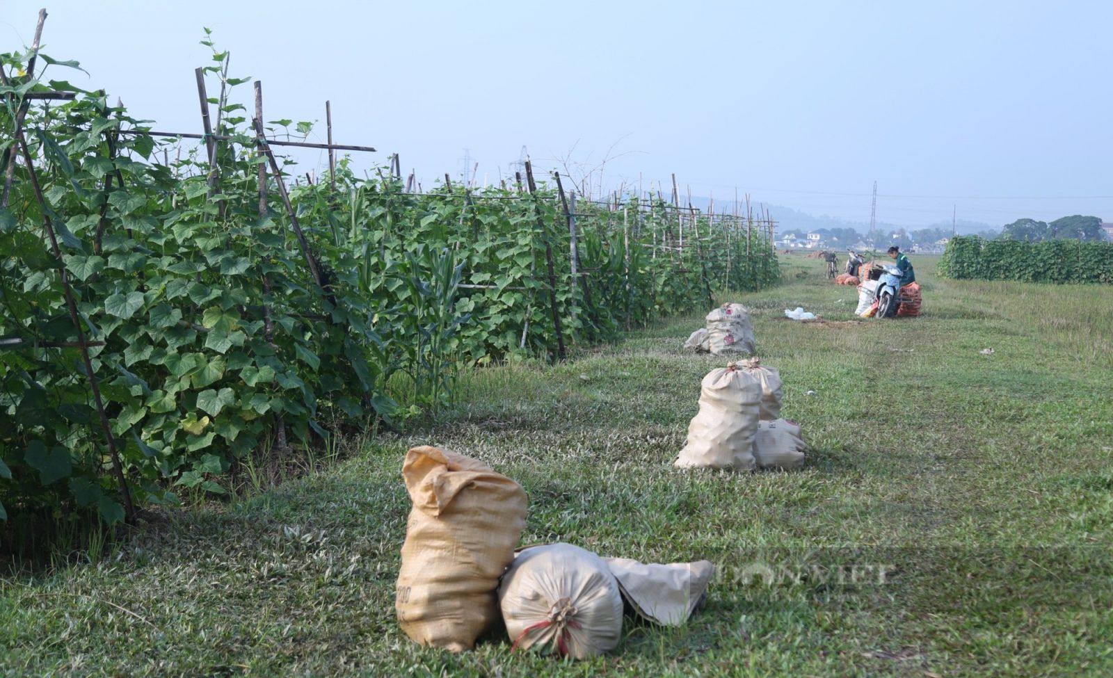 Đất vụ đông để không, nông dân Nghệ An trồng thứ cây ra quả trĩu giàn, kiếm hàng chục triệu - Ảnh 1.