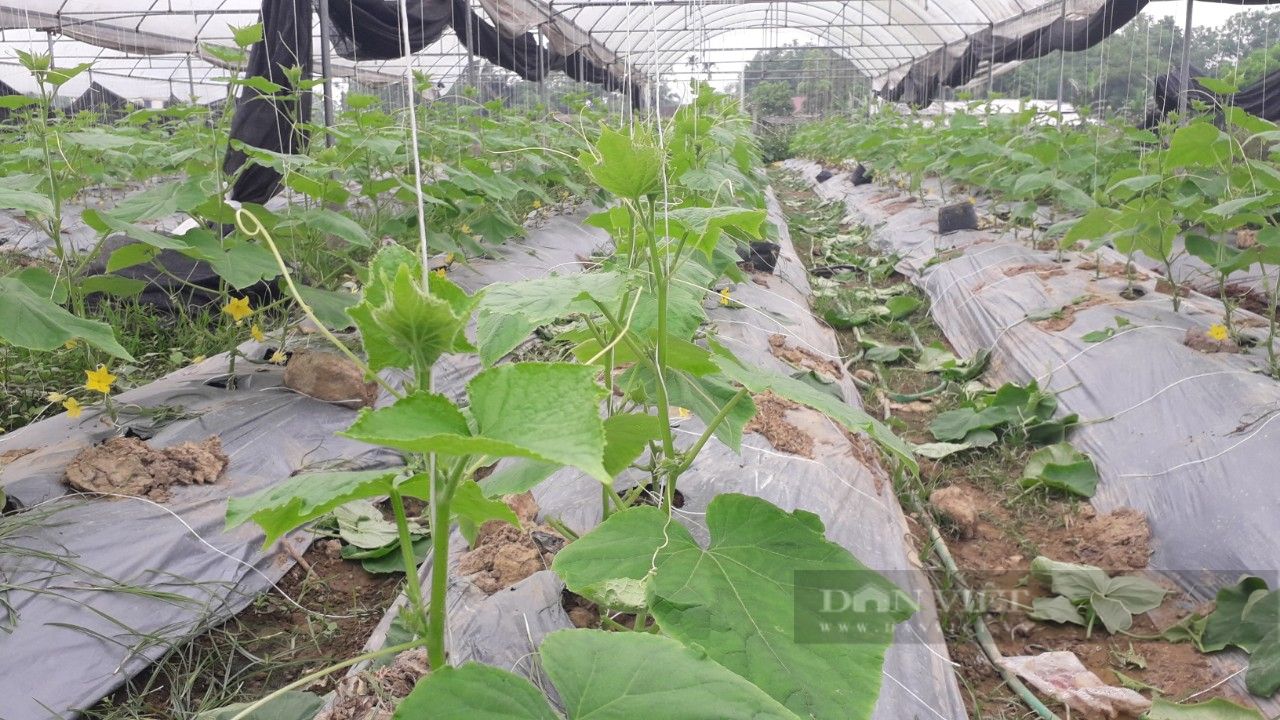 Thái Nguyên: Trồng đủ các loại rau dưa, củ, quả, hoa, cây cảnh trong nhà lưới khách nườm nượp đến mua  - Ảnh 2.