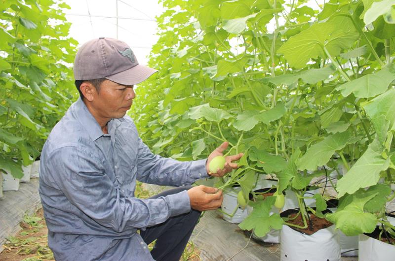 Trồng loại cây này trong nhà màng, trái lớn nhanh như thổi, anh nông dân Đồng Nai kiếm tiền tỷ mỗi năm - Ảnh 1.