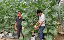 Trồng rau công nghệ cao, thu nhập gấp đôi - Ảnh 1.