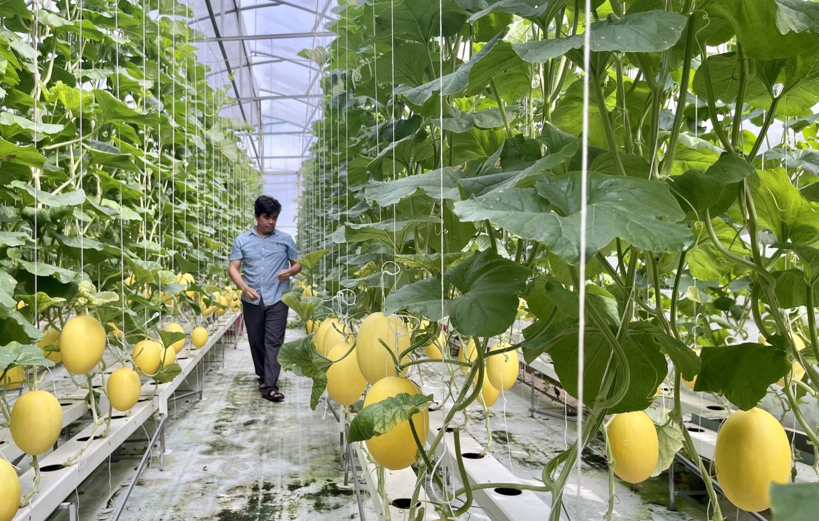 Trồng dưa huỳnh long, anh nông dân Sài Gòn thu tiền tỷ - Ảnh 1. Trồng dưa huỳnh long, anh nông dân Sài Gòn thu tiền tỷ - Ảnh 1.