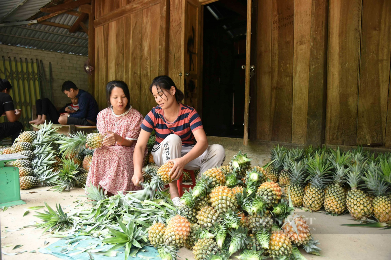 Điện Biên: Trồng loại cây có trăm mắt, ăn ngọt như đường, nông dân Pu Lau thoải mái thu tiền - Ảnh 2. Điện Biên: Trồng loại cây có trăm mắt, ăn ngọt như đường, nông dân Pu Lau thoải mái thu tiền - Ảnh 2.
