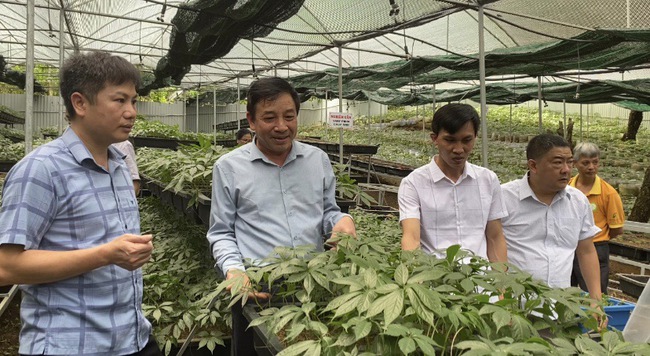 Phát triển dược liệu gắn với du lịch sinh thái - Ảnh 3.