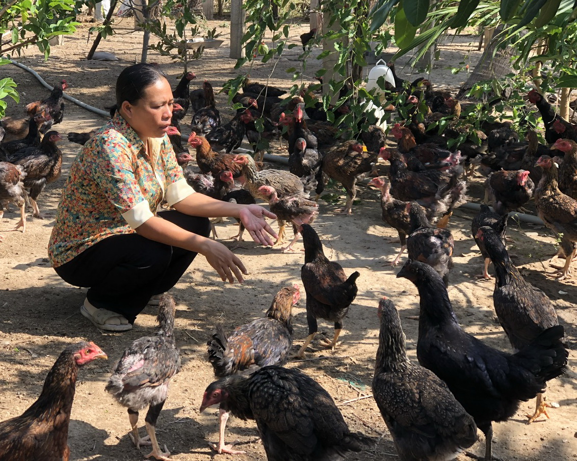 Nữ nông dân người Chăm trồng táo, nuôi gà thả vườn thu nhập “khủng”, rủ người khác cùng nhau làm giàu - Ảnh 3.