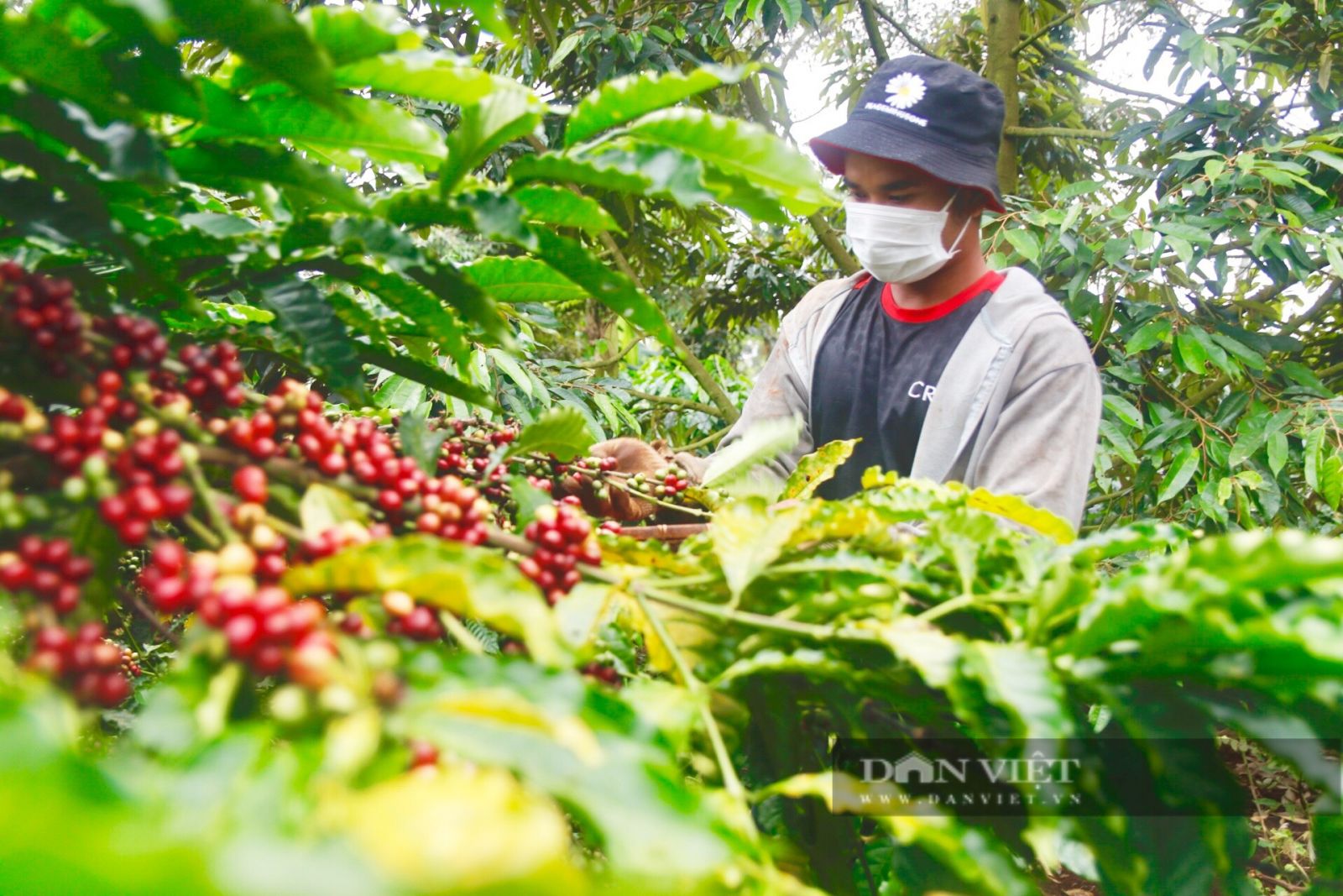 Mỹ bất ngờ tăng mua cà phê của Việt Nam, giá cà phê xuất khẩu tăng mạnh - Ảnh 1.