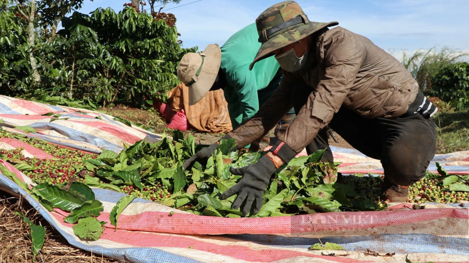 Giá cà phê cao nhất 10 năm qua, người dân hái quả xanh, huyện Lâm Hà (tỉnh Lâm Đồng) khuyến cáo nóng - Ảnh 1.