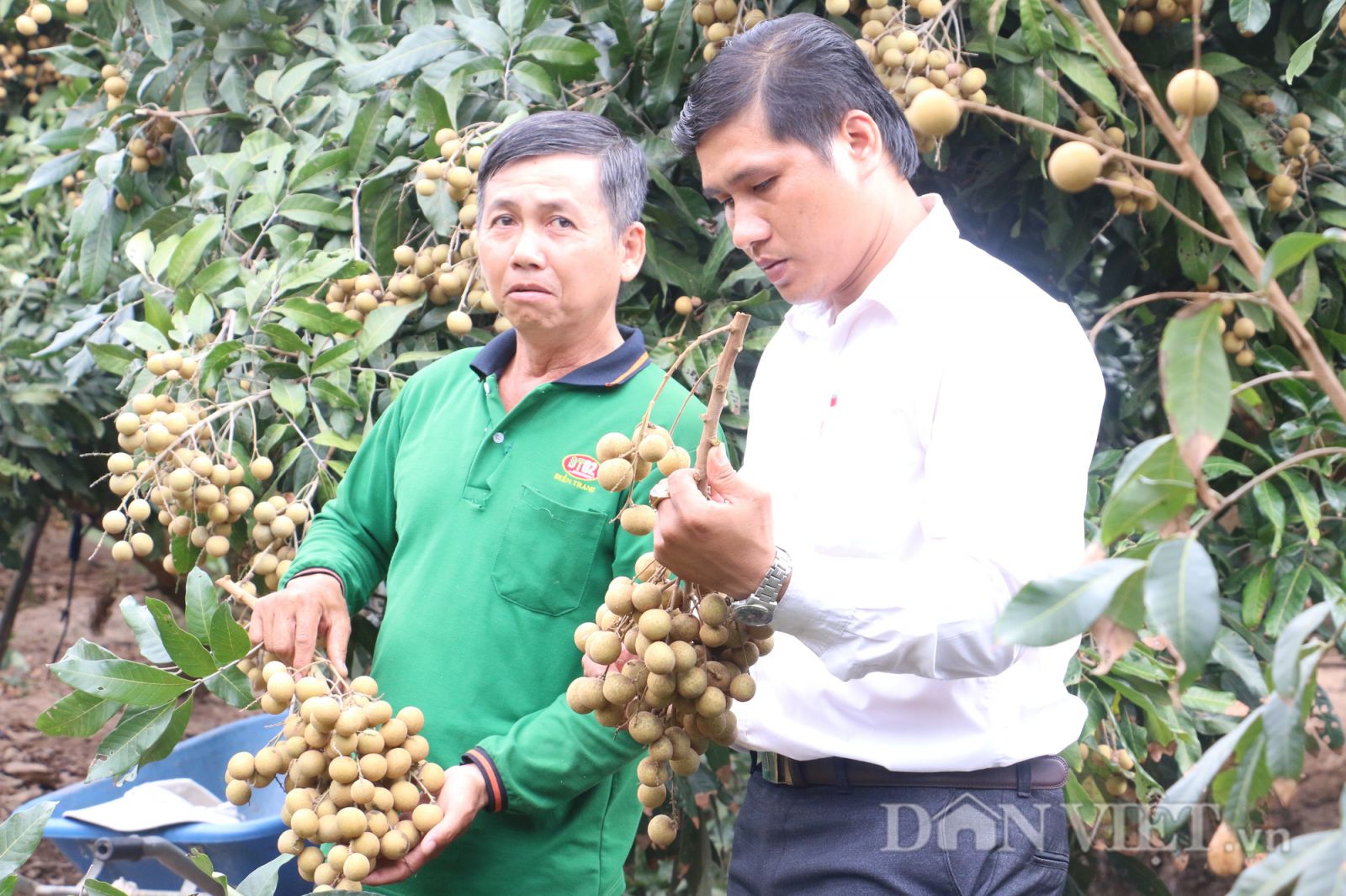 Giá nhãn Ido tăng mạnh, đây là giống nhãn gì mà cho ra hoa, quả theo ý muốn, thương lái thích mua? - Ảnh 2.