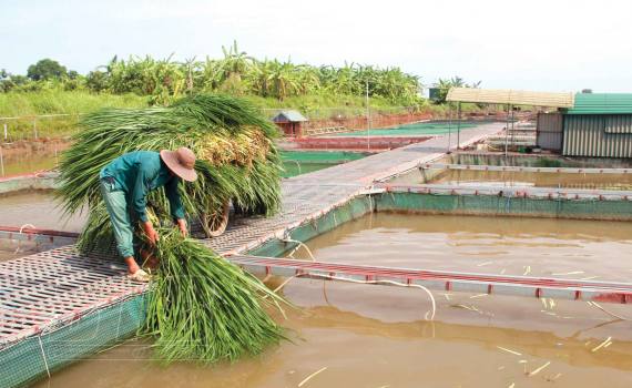 Giá cá lăng, cá trắm, cá diêu hồng bật tăng mạnh, nông dân Thái Bình bán hàng tấn mong gỡ gạc thời Covid - Ảnh 1. Giá cá lăng, cá trắm, cá diêu hồng bật tăng mạnh, nông dân Thái Bình bán hàng tấn mong gỡ gạc thời Covid - Ảnh 1.