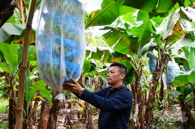 Anh Nguyễn Huy Phương, Giám đốc HTX LaBa Banana Đạ K’Nàng đang xem một buồng chuối đã bọc. Ảnh: Dương Đình Tường.
