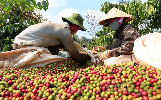 Năm 2022, ngành cà phê xuất khẩu 1,77 triệu tấn, đạt tổng kim ngạch trên 4 tỷ USD, mang lại việc làm và nguồn thu nhập cho hơn 700.000 nông hộ. Thế nhưng, hàng năm, ngành sảnh xuất cà phê Robusta của Việt Nam phát thải khoảng 800.000 tấn CO2. Trong ảnh: Thu hoạch cà phê ở Đắk Lắk. Ảnh Duy Hậu. Năm 2022, ngành cà phê xuất khẩu 1,77 triệu tấn, đạt tổng kim ngạch trên 4 tỷ USD, mang lại việc làm và nguồn thu nhập cho hơn 700.000 nông hộ. Thế nhưng, hàng năm, ngành sảnh xuất cà phê Robusta của Việt Nam phát thải khoảng 800.000 tấn CO2. Trong ảnh: Thu hoạch cà phê ở Đắk Lắk. Ảnh Duy Hậu.