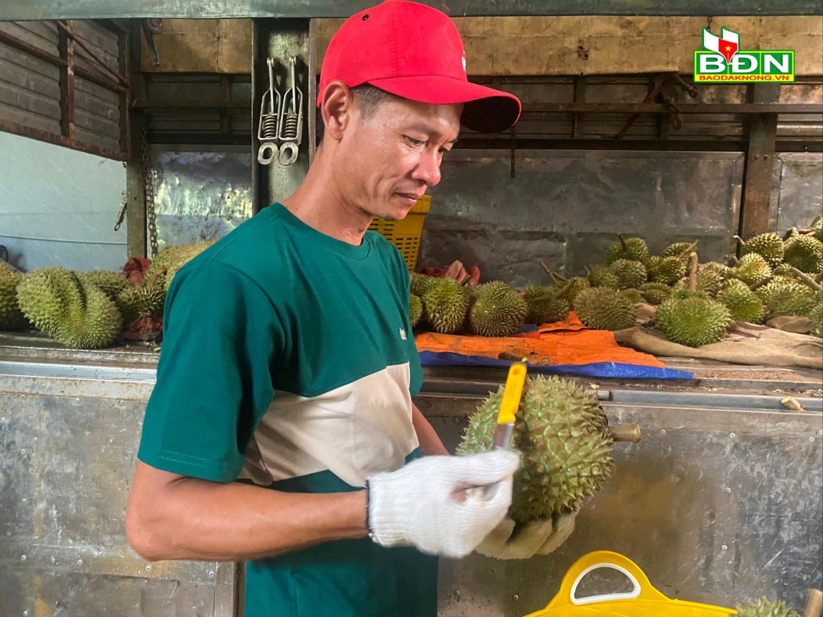 Lạ, ở Đắk Nông thấy trèo cây, gõ trái sầu riêng mà ra tiền triệu, tưởng "ngon ăn" hóa ra phải khỏe, phải tinh - Ảnh 1.