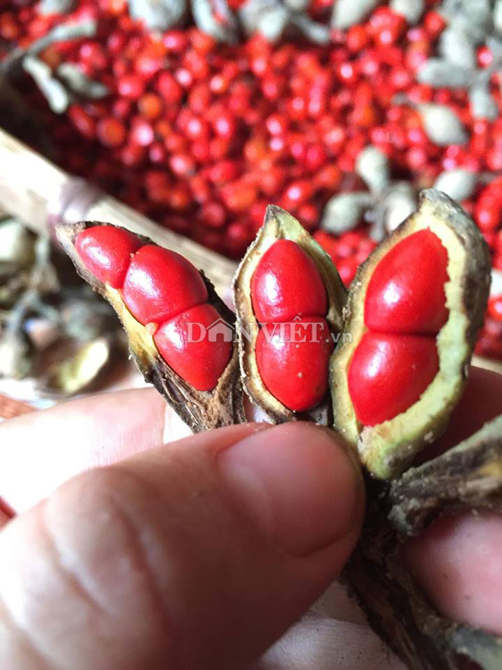 Đây là loại hạt quý, có lúc bán đắt nhất Việt Nam, muốn bảo quản phải để nguyên hạt - Ảnh 3.