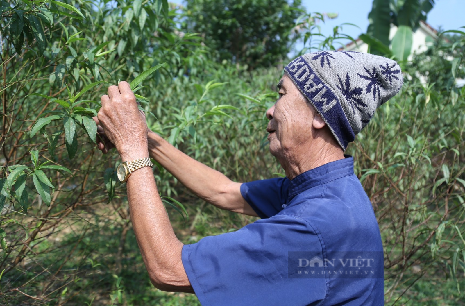 Đào phai "cười toe toét" dân làng nghề Kim Thành ở Nghệ An lo thất thu vụ Tết - Ảnh 5.