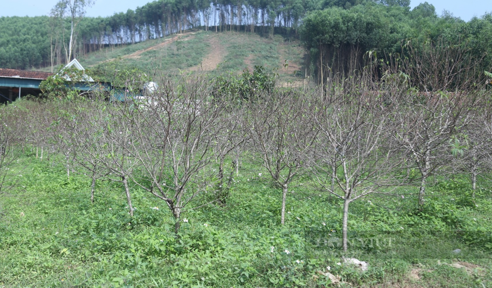 Đào phai "cười toe toét" dân làng nghề Kim Thành ở Nghệ An lo thất thu vụ Tết - Ảnh 6.