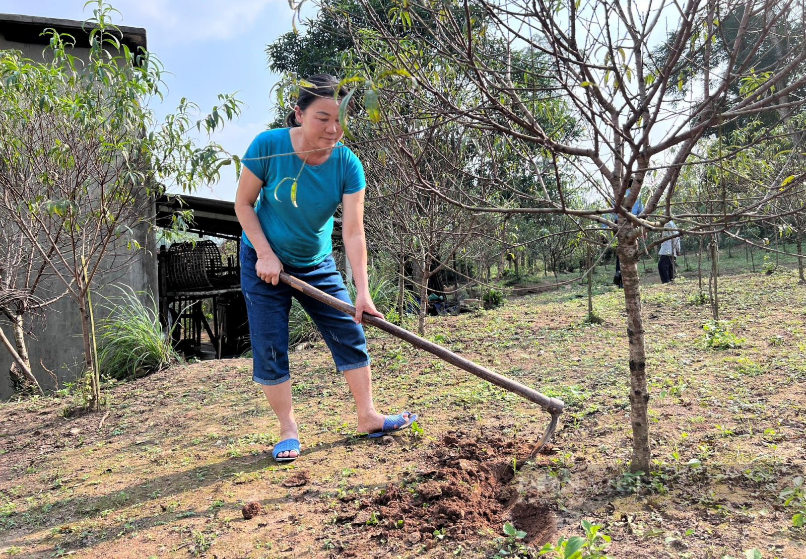 Đào phai "cười toe toét" dân làng nghề Kim Thành ở Nghệ An lo thất thu vụ Tết - Ảnh 8.