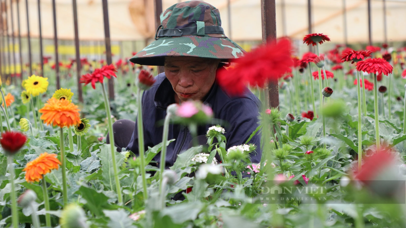 Giá hoa đồng tiền đạt hơn 100.000 đồng/bó sát ngày Vía Thần Tài, người trồng hoa Đà Lạt mừng ra mặt - Ảnh 2.
