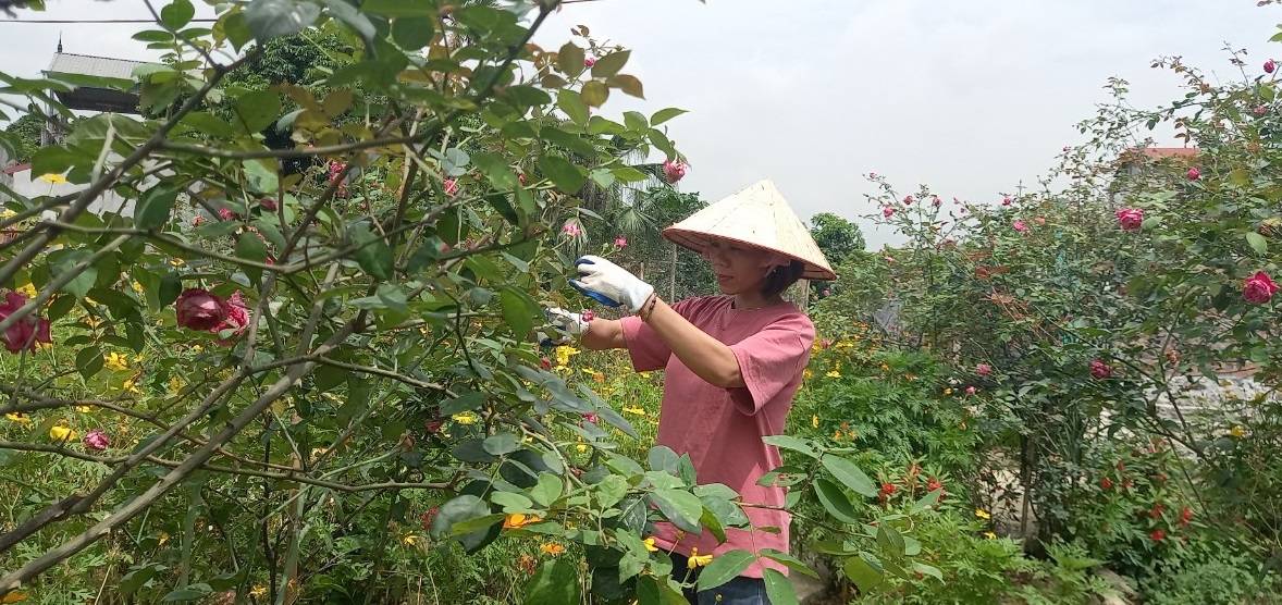 Trồng la liệt hoa hồng cổ, hoa hồng ngoại đẹp phát hờn ở Ninh Bình, vô số khách du lịch xin vào chụp ảnh - Ảnh 2.