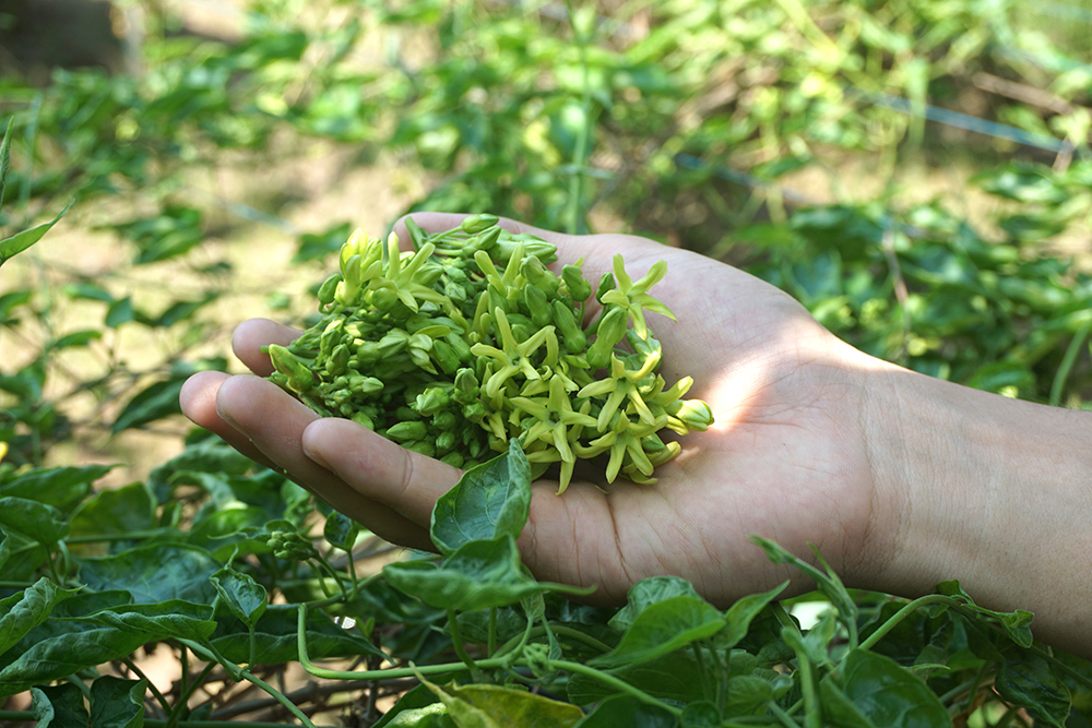 Thứ hoa thơm ngon, bổ dưỡng, xào thịt bò thì thơm thôi rồi, ông nông dân An Giang hái là bán hết sạch - Ảnh 3.